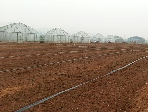 白菜萝卜洋葱种植基地
