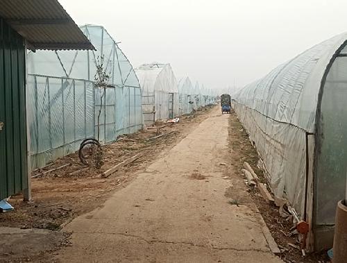 白菜批发基地在哪里