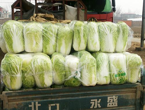 白菜多少钱一吨