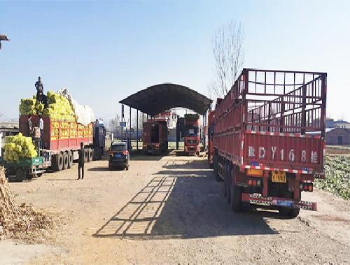 蔬菜批发基地装车