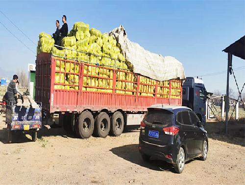 蔬菜批发装车